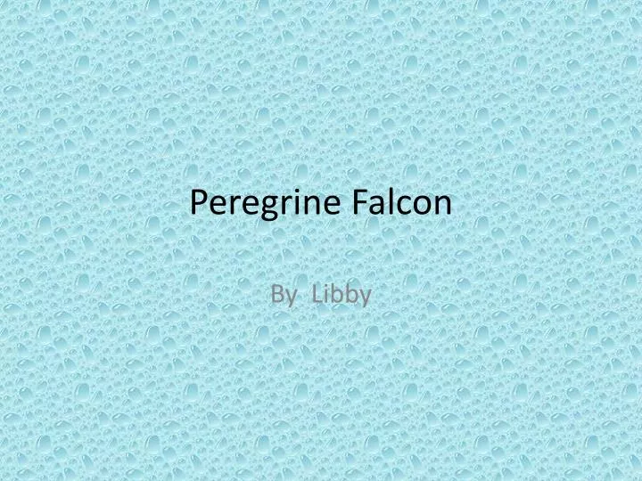 peregrine falcon