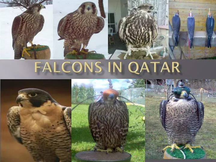 falcons in qatar