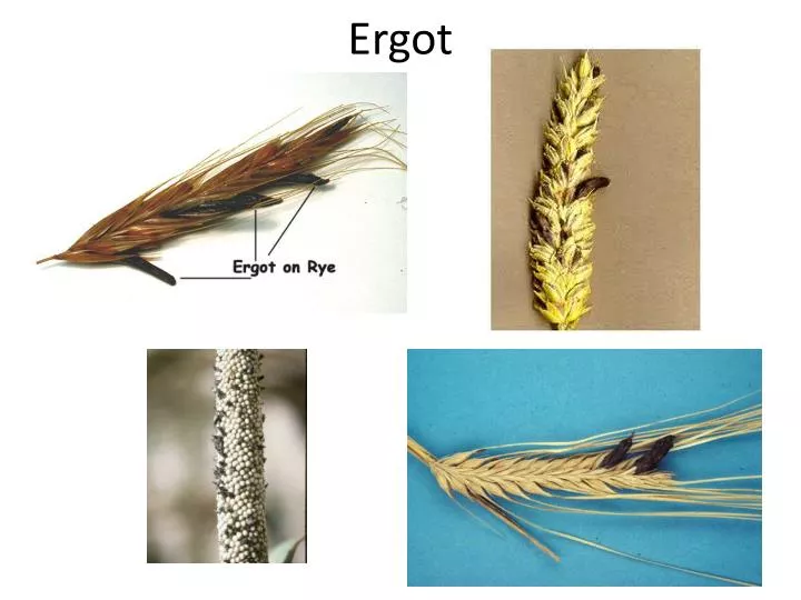 ergot