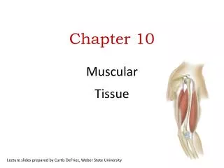 Chapter 10 Muscular Tissue