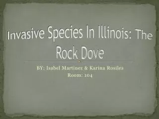 Invasive Species In Illinois: The Rock Dove