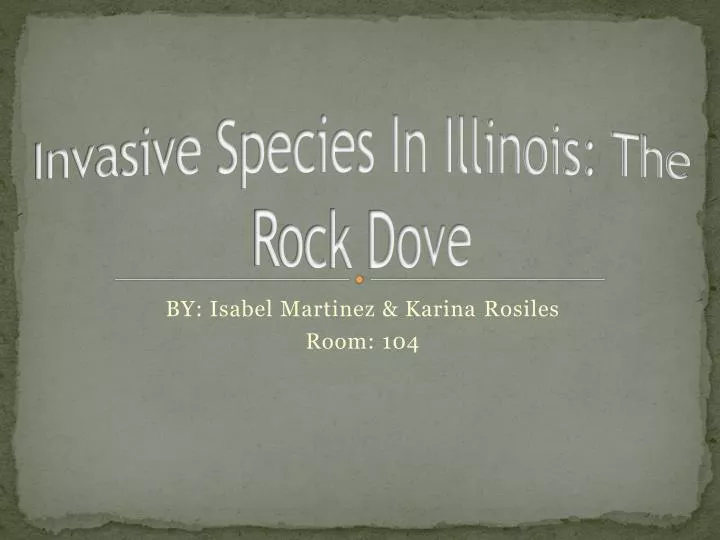 invasive species in illinois the rock dove