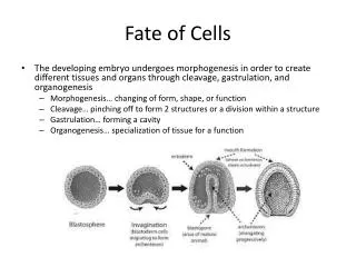 Fate of Cells