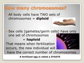 How many chromosomes?