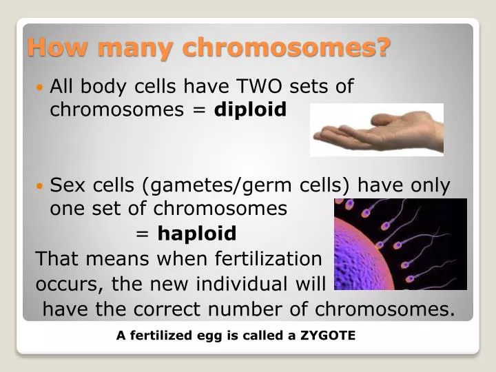how many chromosomes