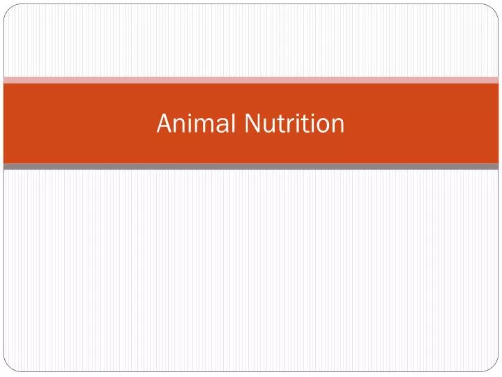 animal nutrition