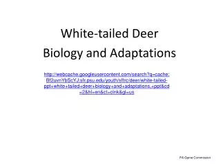 White-tailed Deer Biology and Adaptations