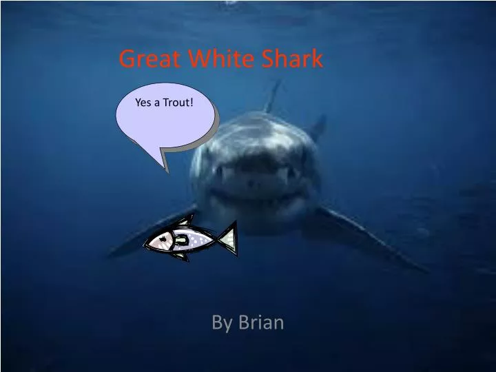 great white shark