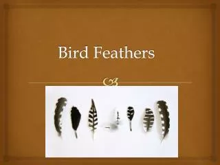 Bird Feathers