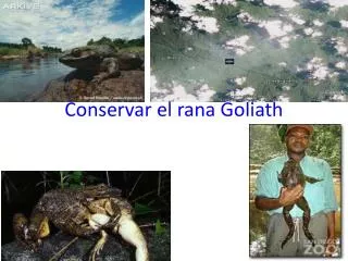 conservar el rana goliath