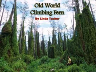 Old World Climbing Fern