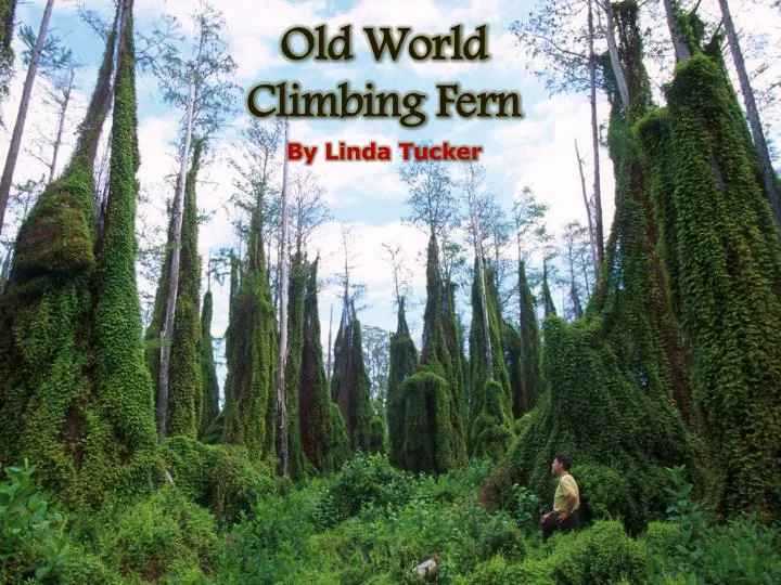 old world climbing fern