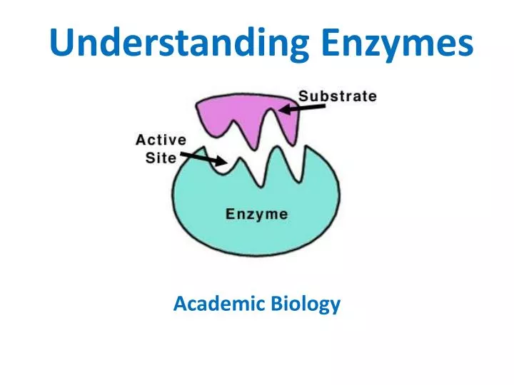 understanding enzymes