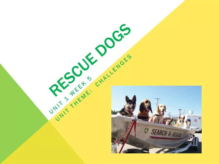 rescue dogs