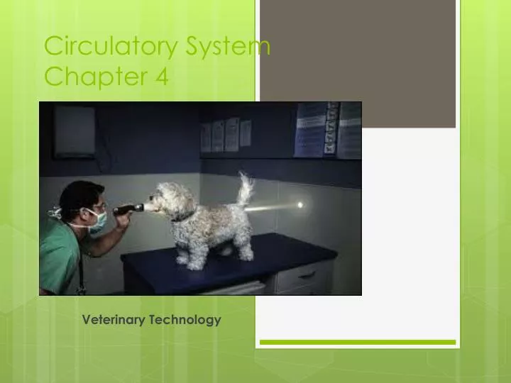 circulatory system chapter 4