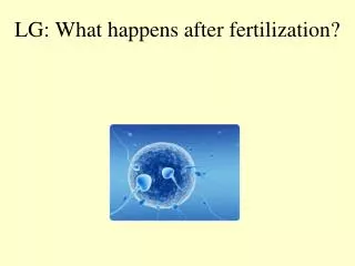 LG: What happens after fertilization?