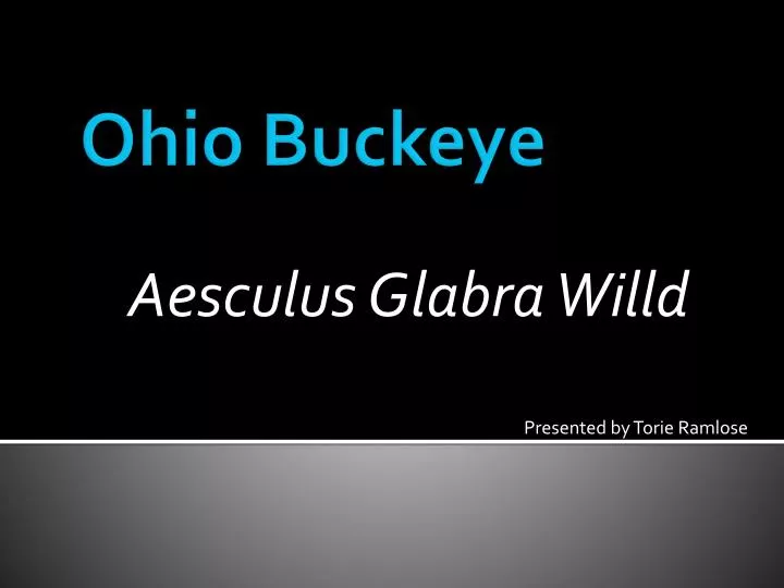 aesculus glabra willd