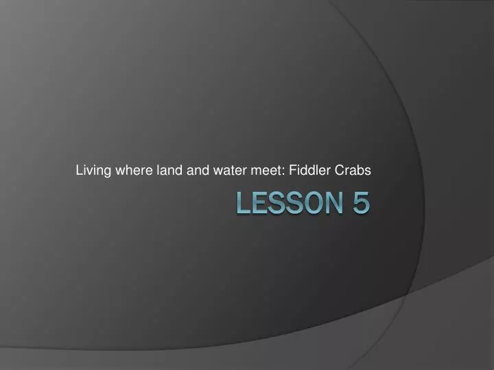 living where land and water meet fiddler crabs