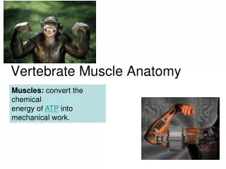 Vertebrate Muscle Anatomy