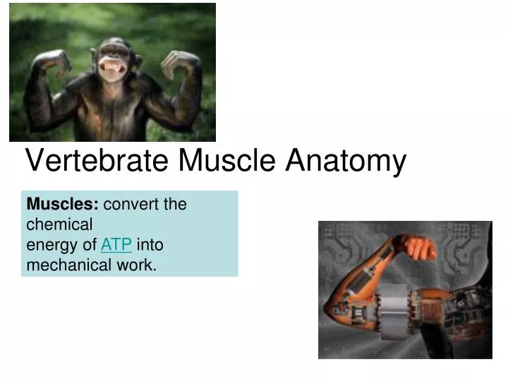 vertebrate muscle anatomy