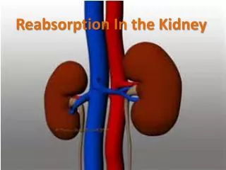 Reabsorption In the Kidney