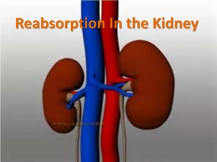 reabsorption in the kidney