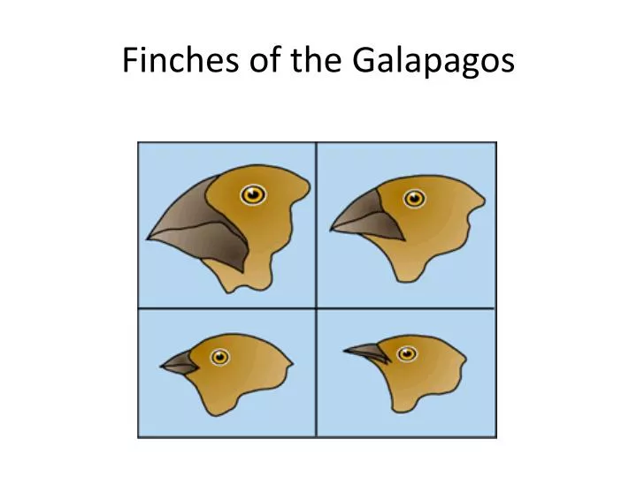 finches of the galapagos