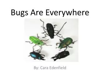 Bugs Are Everywhere