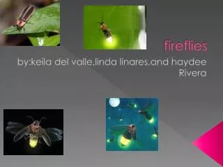 fireflies