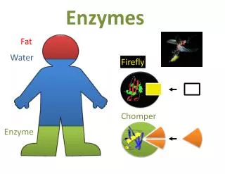 Enzymes