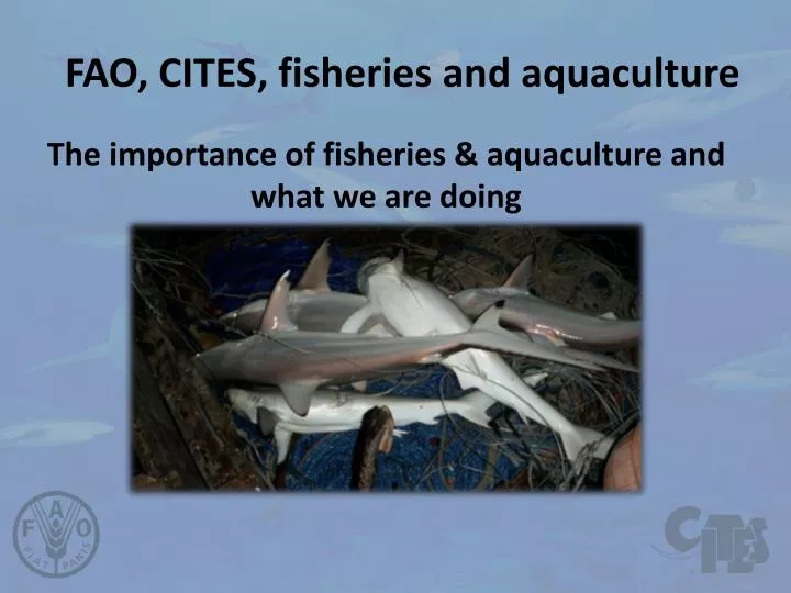fao cites fisheries and aquaculture