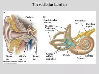 The vestibular labyrinth
