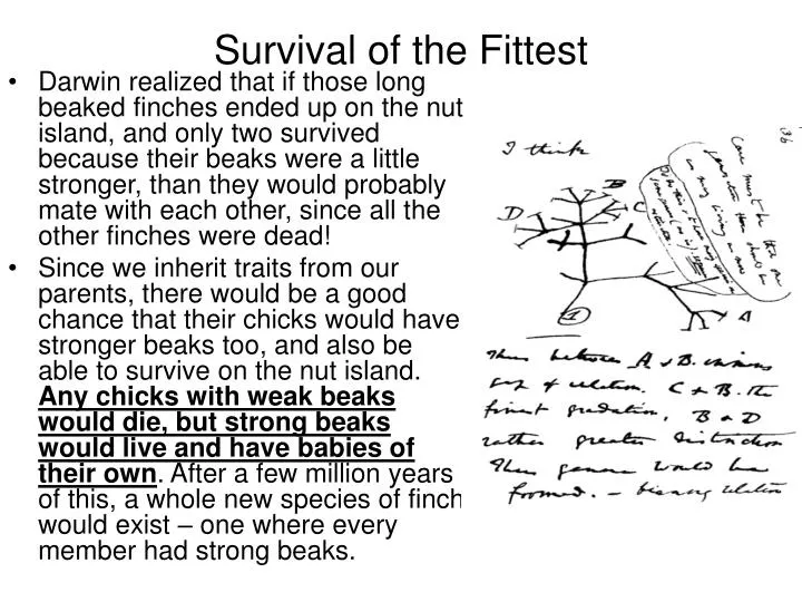 Survival of the Fittest: Groups versus Individuals