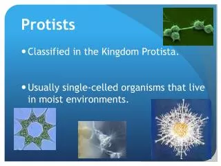 Protists