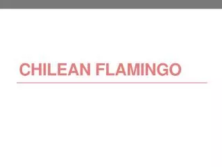 Chilean Flamingo