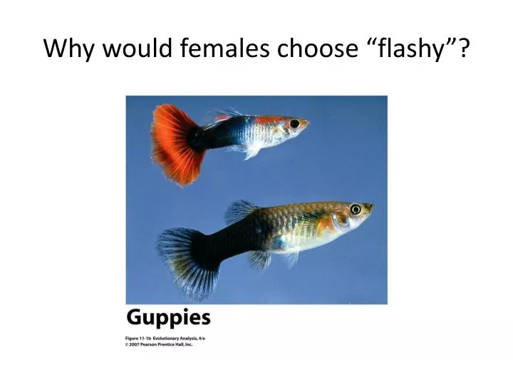why would females choose flashy