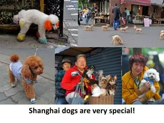 Shanghai dogs are very special!