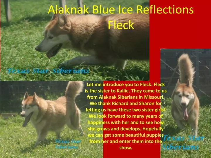 alaknak blue ice reflections fleck