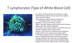 T Lymphocytes (Type of White Blood Cell )