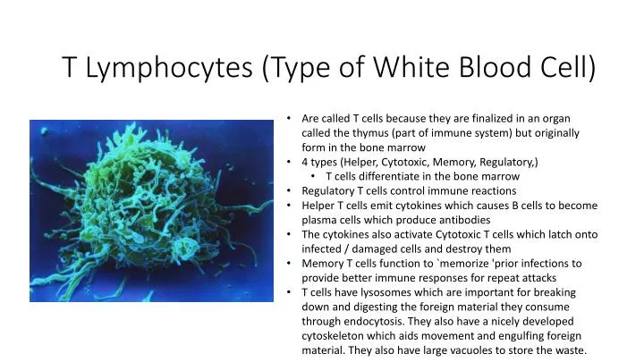 t lymphocytes type of white blood cell