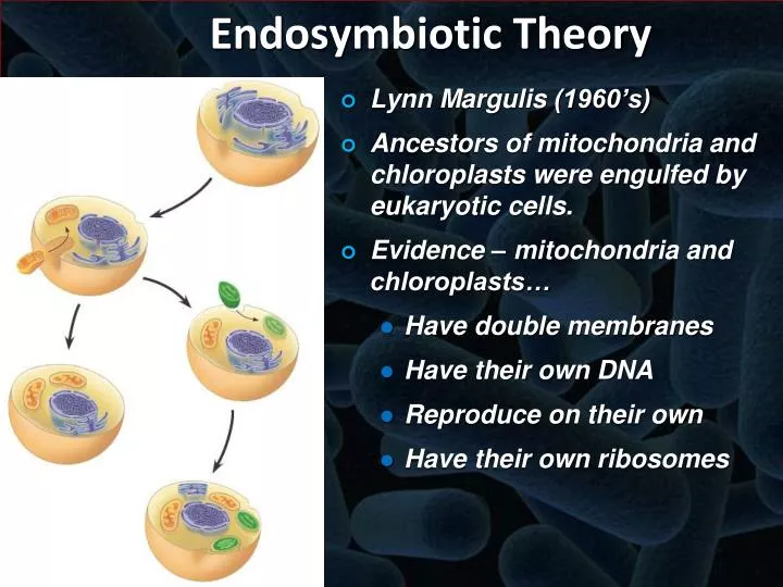 endosymbiotic theory