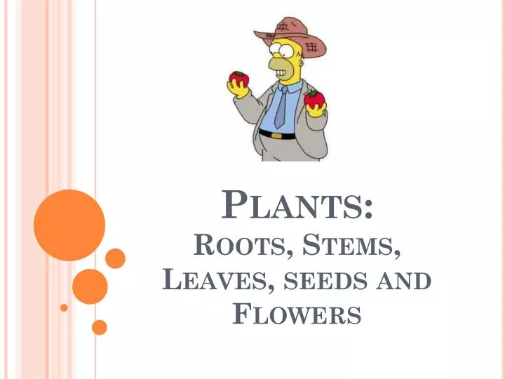 plants roots stems leaves seeds and flowers