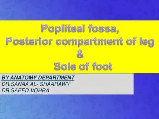 Popliteal fossa , Posterior compartment of leg &amp; Sole of foot