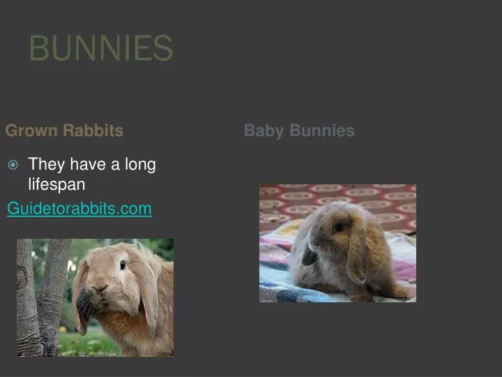 bunnies