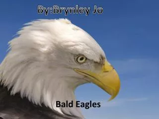 Bald Eagles