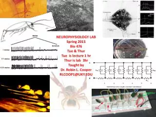 NEUROPHYSIOLOGY LAB Spring 2015 Bio 476 Tue &amp; Thur Tue is lecture 1 hr Thur is lab 3hr