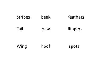 Stripes beak feathers Tail paw flippers Wing hoof spots