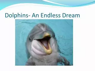 Dolphins- An Endless Dream