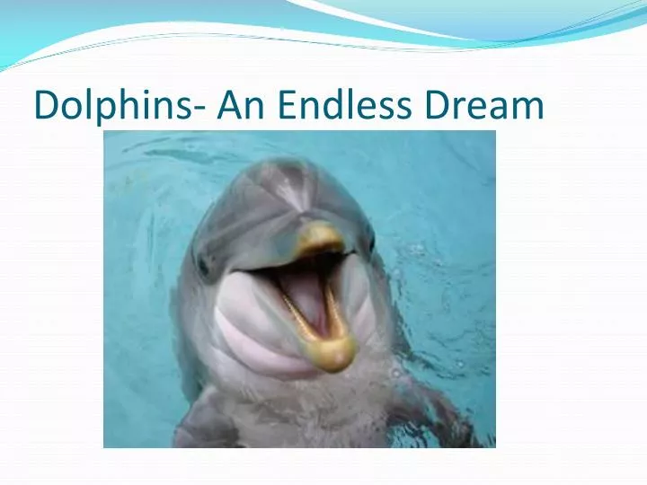 dolphins an endless dream