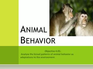 Animal Behavior